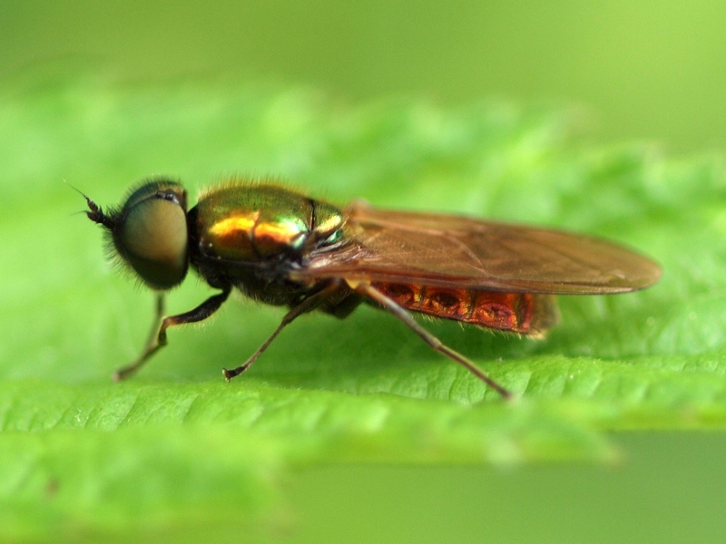 Stratiomyidae: Chloromyia formosa